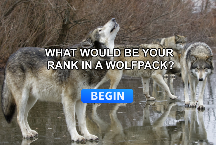 what-is-your-rank-in-a-wolf-pack-surveee